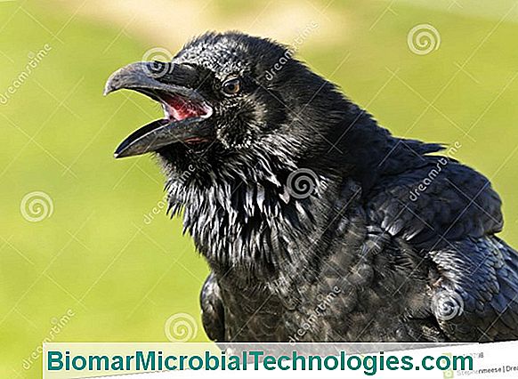 O Corvo (Corvus Corax): O Pássaro Preto E Barulhento