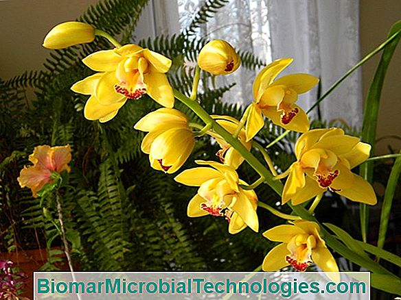 Cambria: Orhidee Superbă