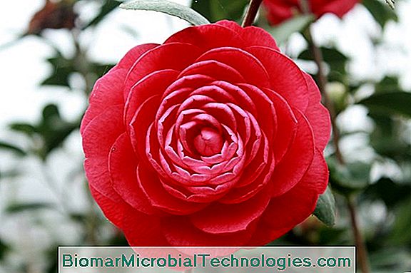 Camellia: Flori În Inima Iernii