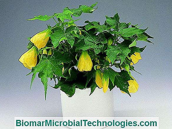 Abutilon: Artarul Interior