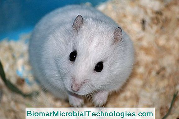 Cele mai frecvente boli ale hamsterilor: informații generale, simptome și tratament