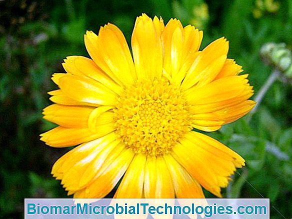 Marigold (Calendula Officinalis): O Plante Medicinale