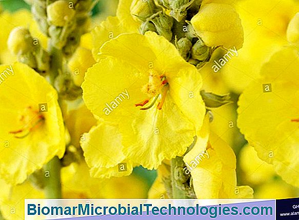 Cultivat Mullein (Verbascum X Hybridum), Hibrid Alb-Bulion