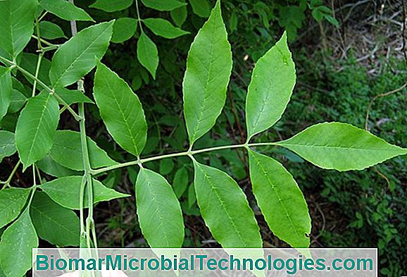 Anthracnose: Nasıl Tedavi Edilir?