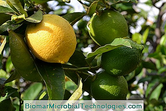 Limon Ağacı: Bizim Sulama Ipuçları
