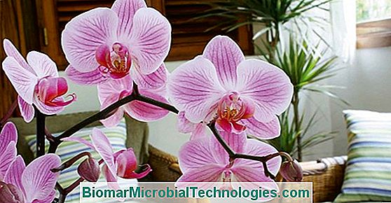 Orkide Bakımı: Phalaenopsis
