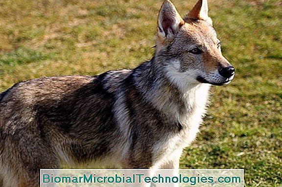 Çekoslovak Wolf-Dog, Vahşi Görünümlü Köpek