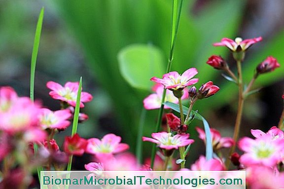 Karanfil (Dianthus), Tüm Yaz Çiçekler Için Çeşitli Renkler