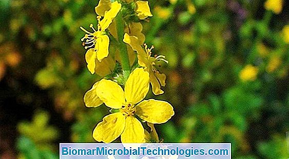 Agrimony, Büzücü Ve Antidiarrheal