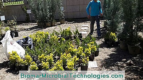 Şifalı Ve Aromatik Bitkilerin Bahçesi - Camifolia - Maine Et Loire (49)