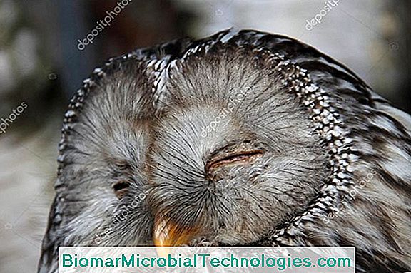 Peçeli Baykuş (Tyto Alba), Beyaz Bayan Veya Peçeli Baykuş