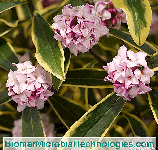 ¿Qué plantas proteger en marzo? - marzo Dafne