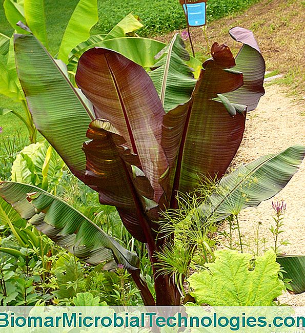 ¿Qué plantas proteger en marzo? - plantas Plátano en el jardin