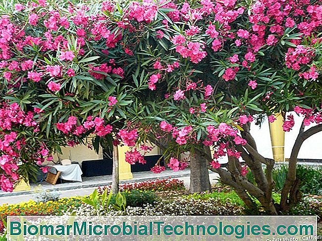 ¿Qué plantas proteger en marzo? - marzo adelfa
