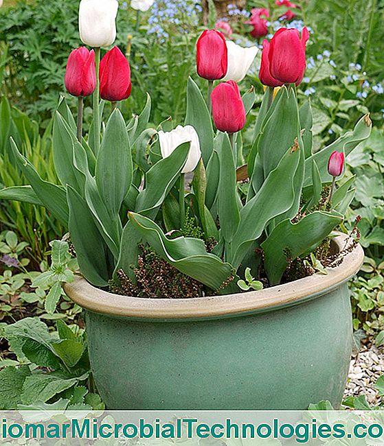 ¿Qué plantas proteger en marzo? - marzo Tulipanes en maceta
