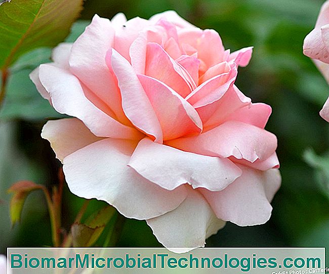 ¿Qué plantas proteger en marzo? - plantas rosa