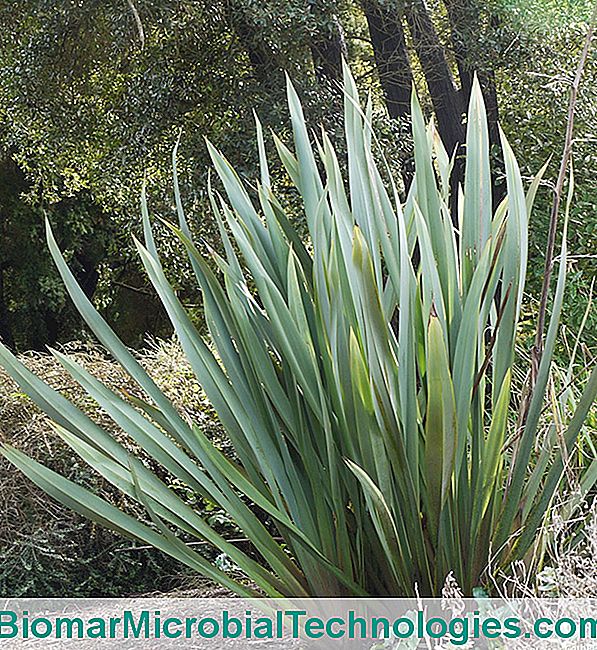 ¿Qué plantas proteger en marzo? - proteger Fuschsia rustica