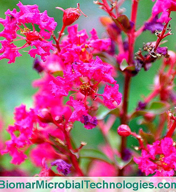 ¿Qué plantas proteger en marzo? - proteger Lagerstroemia