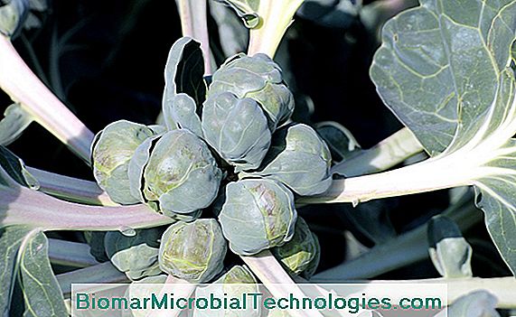 Cultuur van spruitjes (brassica oleracea) in de moestuin