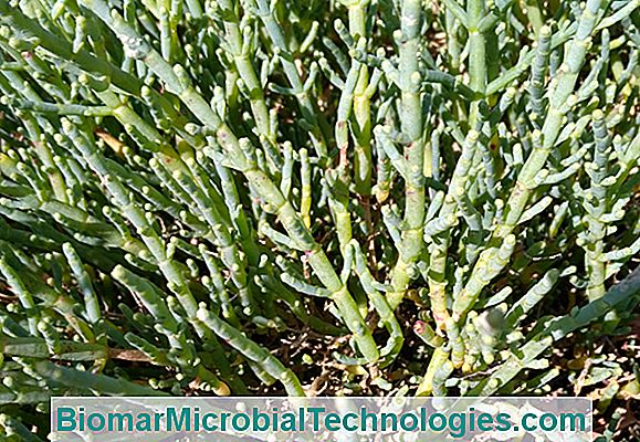 Salicornia (Salicornia europaea), deniz fasulye veya yanlış alg