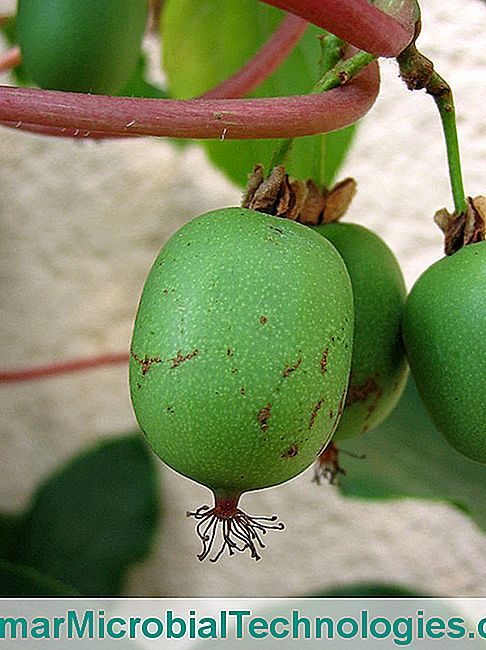 Kiwai (Actinidia arguta), mini-kiwi of Siberische kiwi's, fruitboom uit de tuin