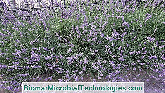 Make cuttings of lavender