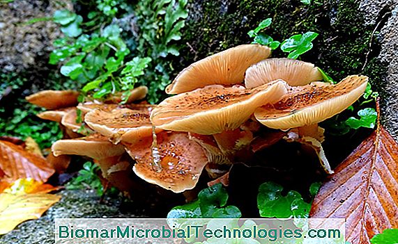 La pudrición de la raíz armilar (Armillaria mellea) es un hongo