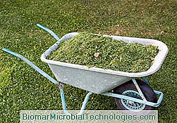 grass mowing compost