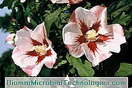 Hibiscus syriacus