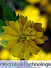 Kerria japonica, cortexul Japoniei: japonica