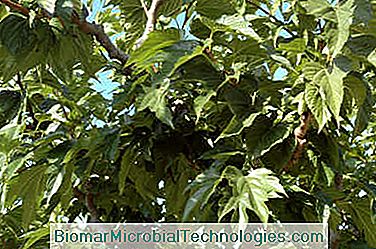 Mulberry Tree: A Beautiful Shade Tree