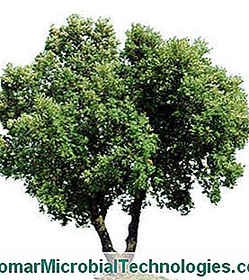 Quercus Ilex Eichengrün