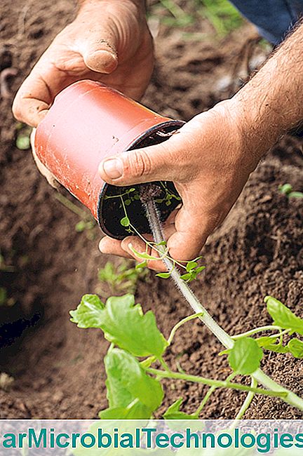 C Mo Plantar Tomates En Pasos El Sitio De La Jardiner A Pr Ctica