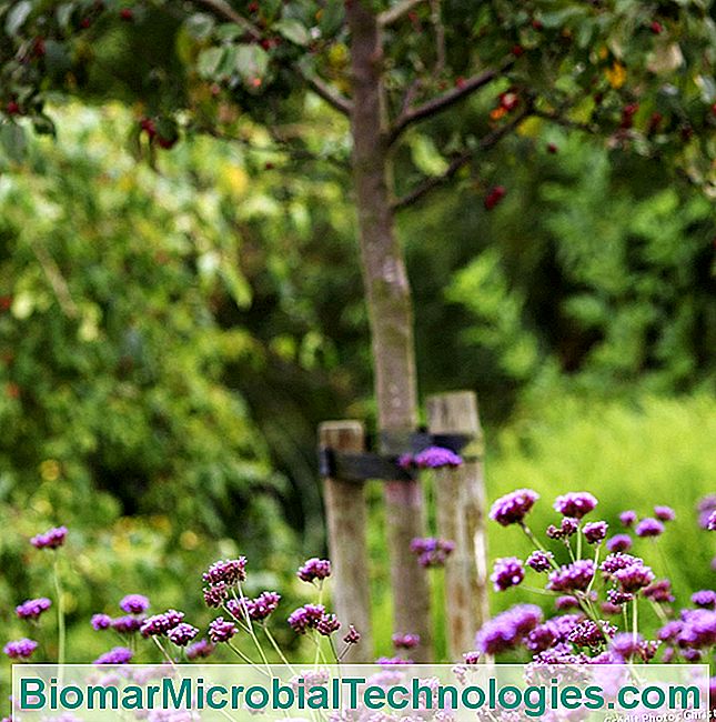 Planten die elkaar beschermen - beschermen Boomgaard en bloemen