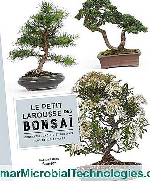 Petit Larousse des bonsai autorstwa Isabelle i Rémy Samson