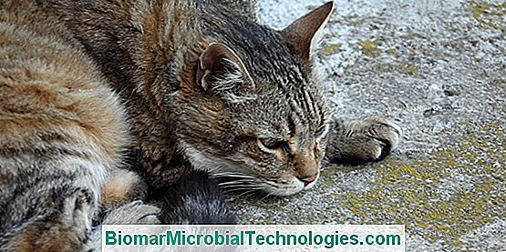 Kattehjælpemidler (Ivf): Symptomer, Behandling Og Forebyggelse