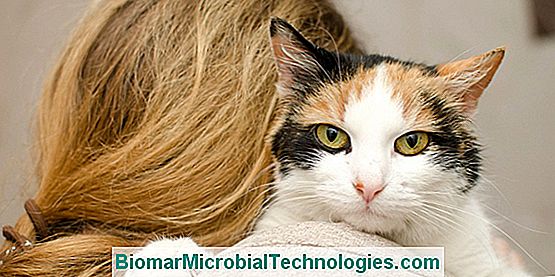 Cat Care And Hygiene: Common Interventions To Provide