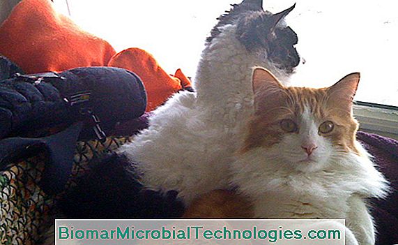 LaPerm es un gato reciente de una mutación genética natural.