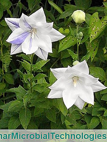 platycodon grandiflorus cu flori duble