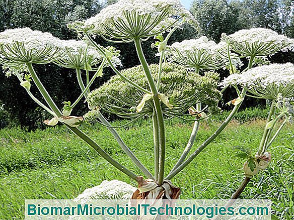 Hogweed gigante (Heracleum mantegazzianum), las temidas quemaduras