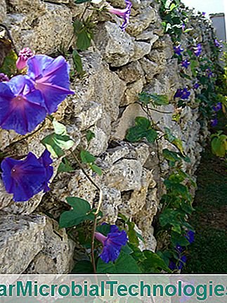 Ipomoea of ​​volubilis (Ipomoea), bloem van de tuin