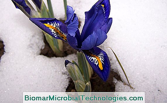 retikulierte Iris (Iris reticulata), die im Winter blüht