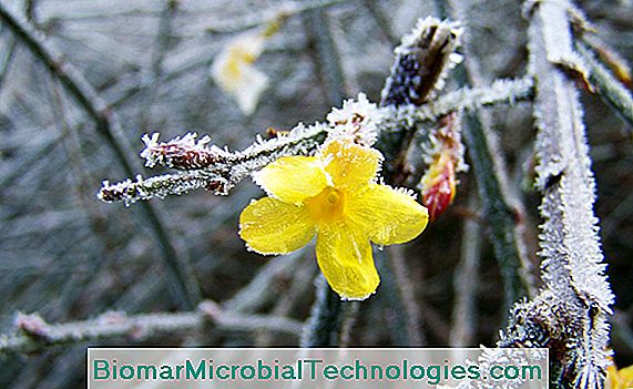 Winterjasmin (Jasminum nudiflorum) mit mehreren gelben Blüten