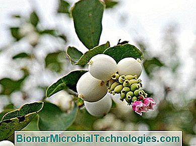 Symphorine (Symphoricarpos), bobičasto voće bijele kuglice