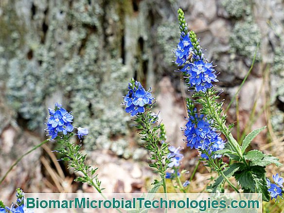 Veronica austriaca ssp. Teucrium