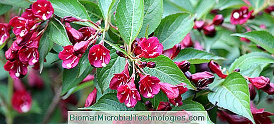 Weigelia (Weigela), pembe bahar çiçekleri ile çalı