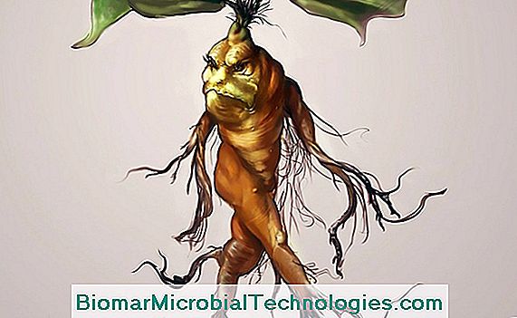 rădăcină mandrake (Mandragora officinarum) toxică