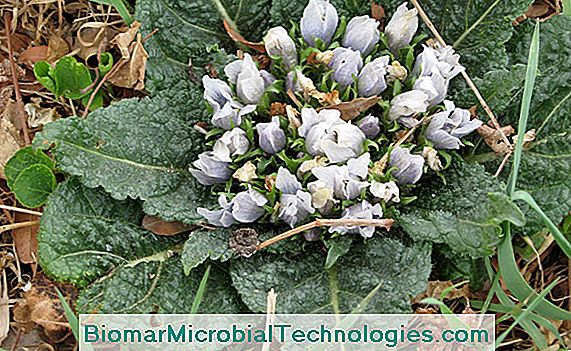 Mandraga (Mandragora officinarum) planta magică
