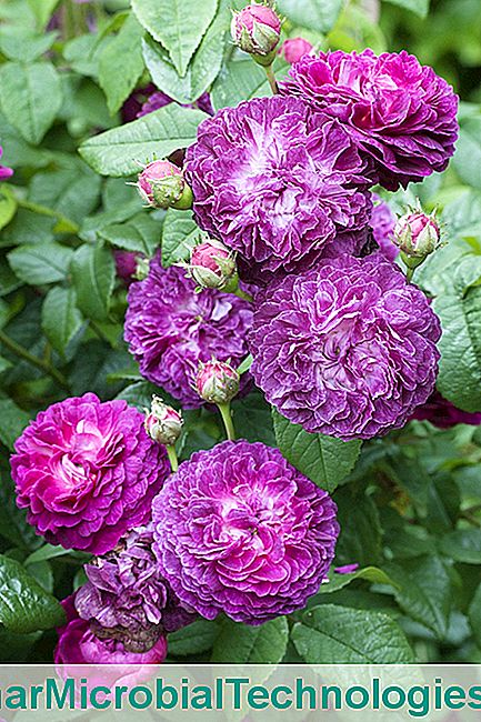 4 (Casi) rosas azules - casi Rosa 'Cardenal de Richelieu'