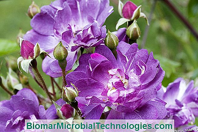 4 (Casi) rosas azules - azul Rosa 'Veilchenblau'